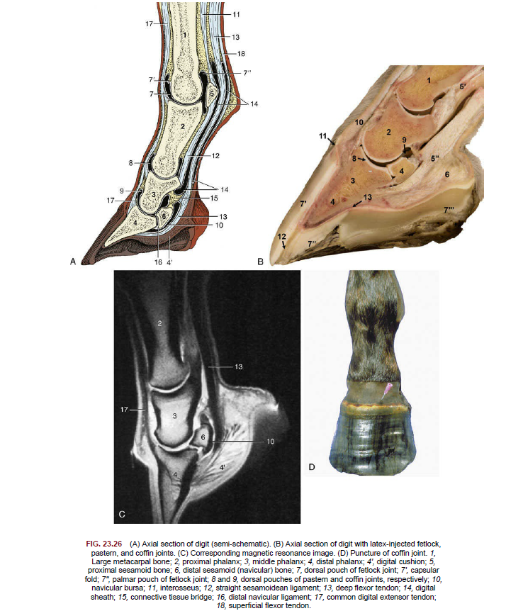 Equine Lameness